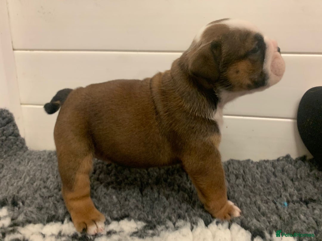 English Bulldog dogs for sale:  champion rosebull his royal highness puppies - Image 10