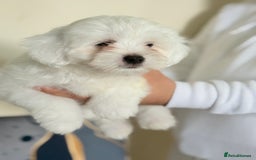 Maltese dogs for sale: Maltese pups/dogs/puppies  - Image 9