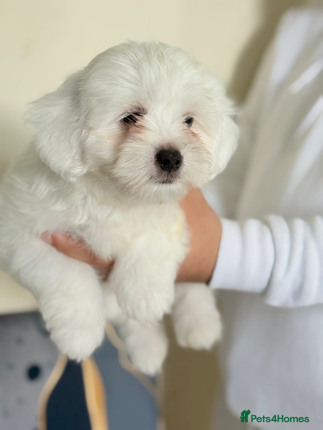 Maltese dogs for sale: Maltese pups/dogs/puppies  - Image 9