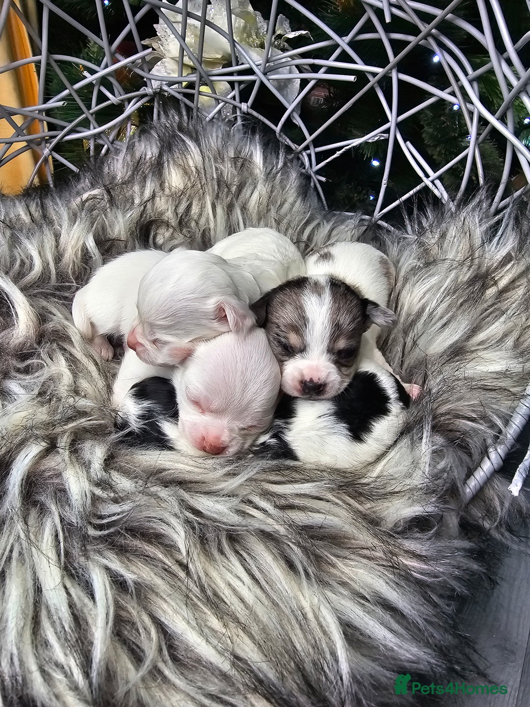 Chihuahua dogs for sale: Russian Chihuahua  - Advert 5