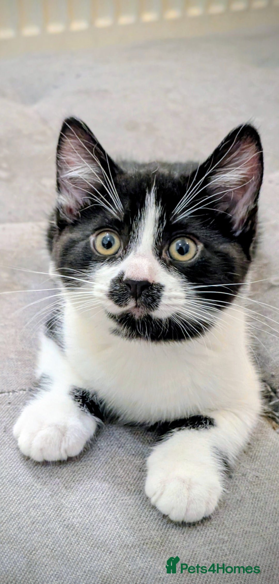 American Shorthair cats for sale: Cute American Shorthair kittens, 2M and 2F - Advert 9