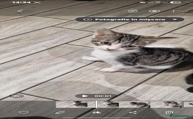 Domestic Shorthair cats - Advert 1
