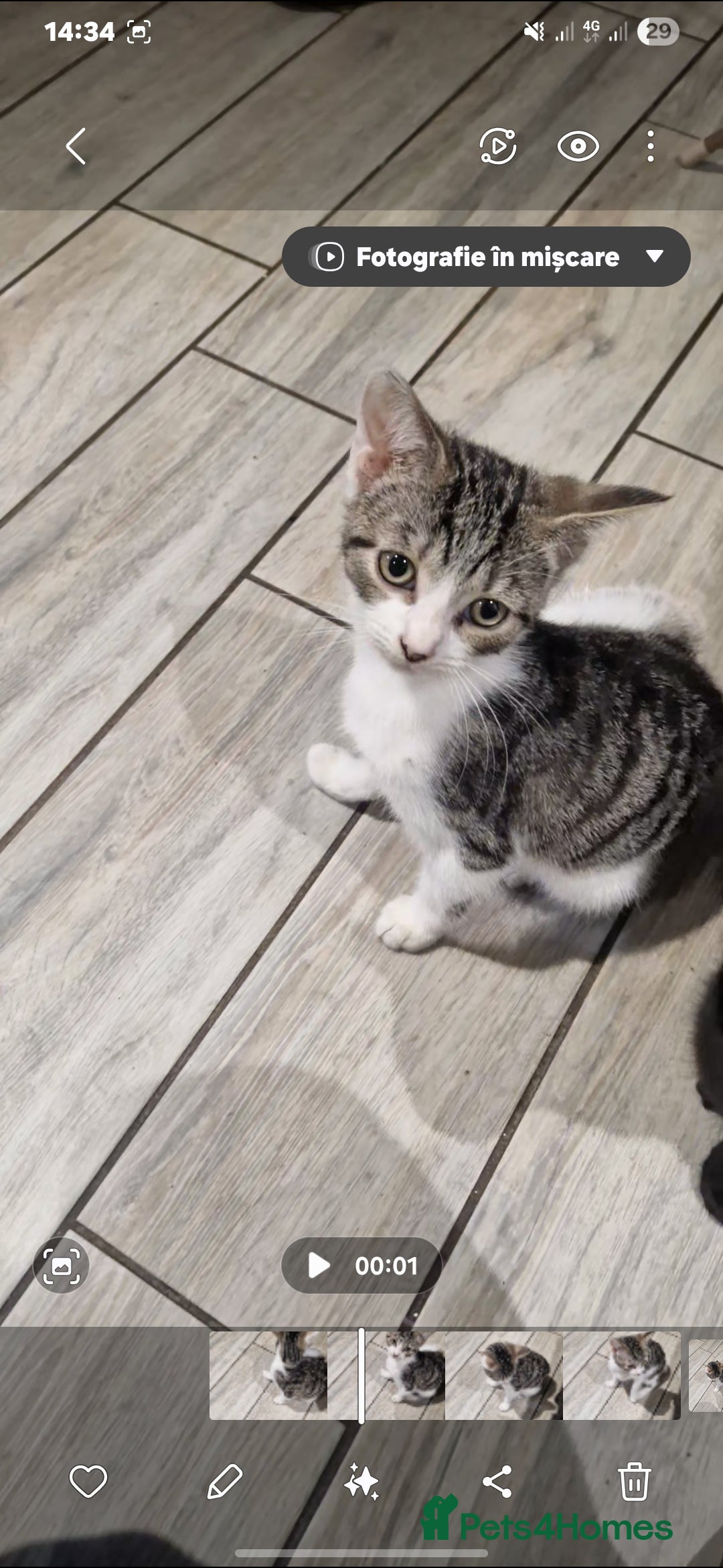 Domestic Shorthair cats for sale: 3 beautiful cats  - Image 1