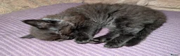 Ragcoon cats for sale: Stunning Ragcoon girl, Maine coon Dad Ragdoll Mum - Advert 15
