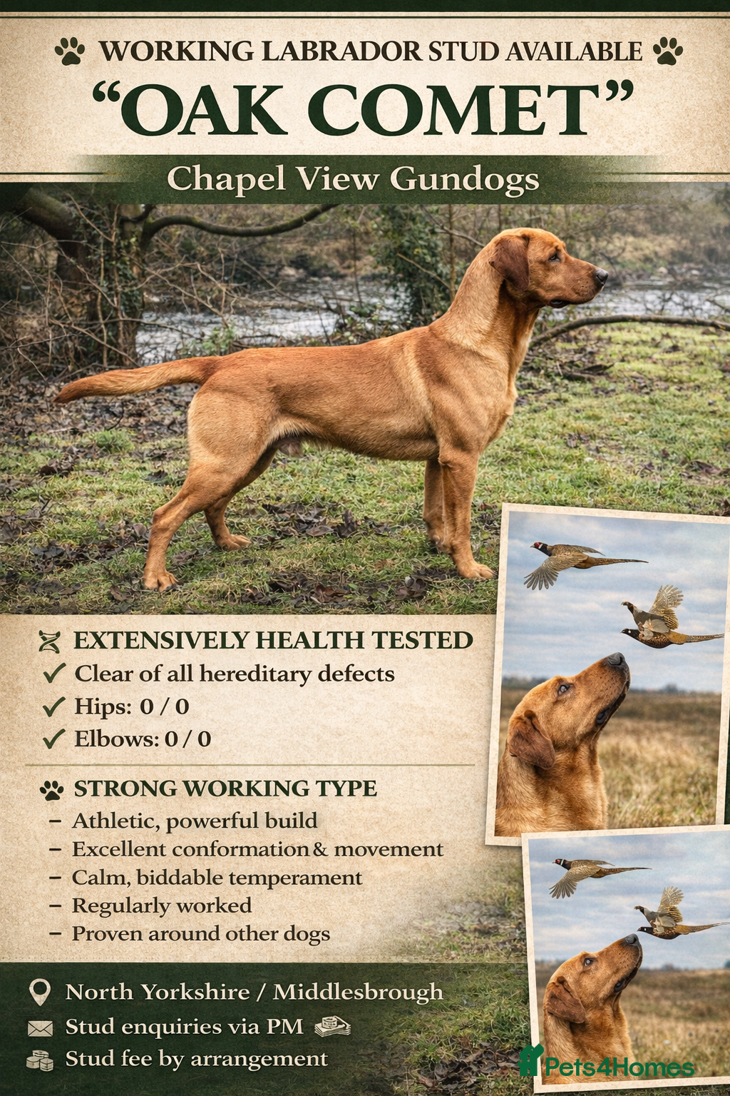 Labrador Retriever dogs Extensively health tested with 0/0 hips 0/0 elbow in Middlesbrough - Advert 1