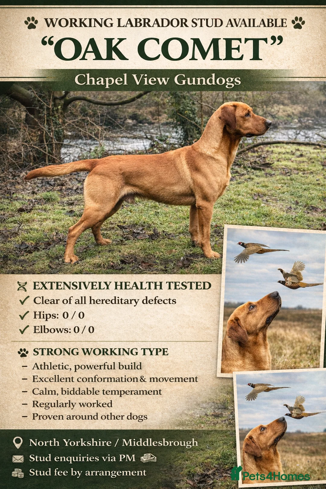 Labrador Retriever dogs for stud: Extensively health tested with 0/0 hips 0/0 elbow in Middlesbrough - Advert 1