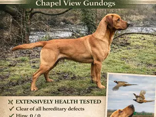 Labrador Retriever dogs Extensively health tested with 0/0 hips 0/0 elbow in Middlesbrough - Advert 1