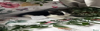 Mixed Breed Kitten 4