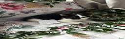 Mixed Breed cats for sale: 8 cute mixed breed kittens  - Advert 5