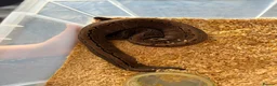 Python Snake reptiles for sale: Royal pythons  - Advert 10