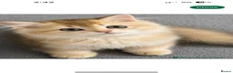 Scottish Fold cats for sale: purebred Scottish kittens - Advert 14