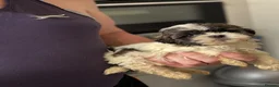 Shihpoo dogs for sale: Shitzu x poodle - Advert 6