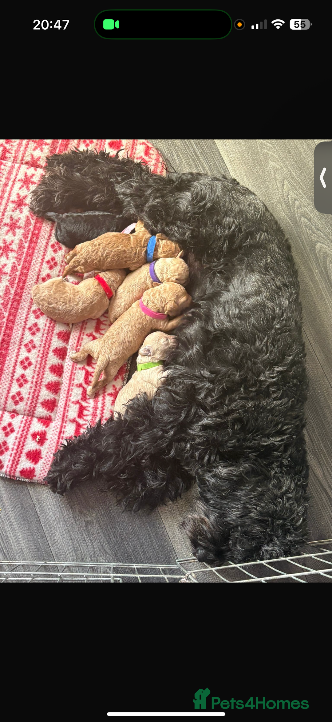 Cockapoo dogs for sale: Cockapoo pups  - Advert 3