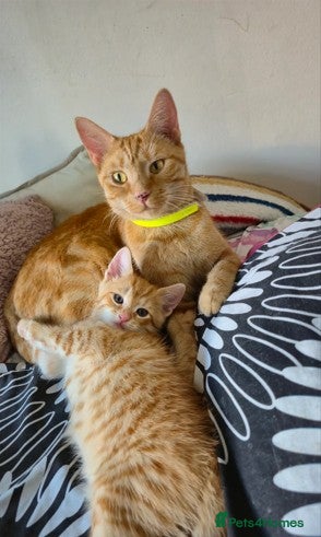 Mixed Breed cats Beautiful Kittens Savannah x Maine Coon Mix 🐾 - Advert 1