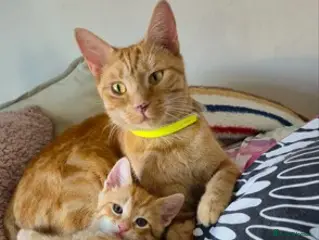 Mixed Breed cats Beautiful Kittens Savannah x Maine Coon Mix 🐾 - Advert 1