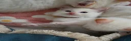 Ragdoll cats for sale: GCCF registered Ragdoll kittens  - Advert 10