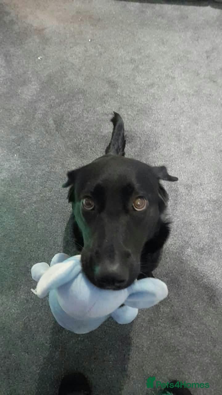 Sheprador dogs for sale: Labrador cross German Shepherd  - Advert 4