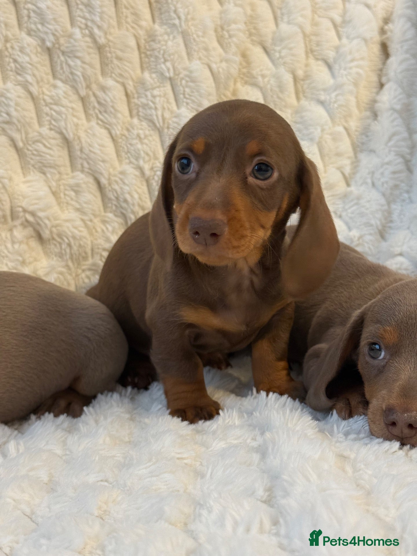 Miniature Dachshund dogs 🐾MINIATURE DACHSHUND PUPPIES🐾 - Advert 1