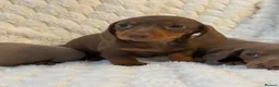 Miniature Dachshund dogs for sale: 🐾MINIATURE DACHSHUND PUPPIES🐾 - Advert 1