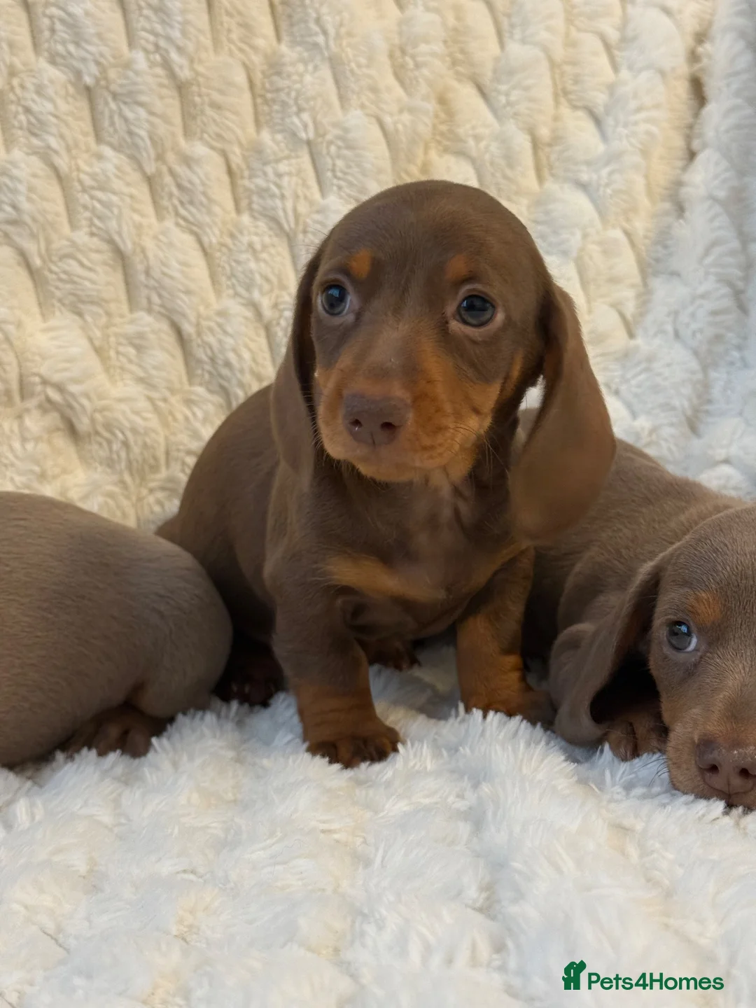 Miniature Dachshund dogs for sale: 🐾MINIATURE DACHSHUND PUPPIES🐾 - Advert 1