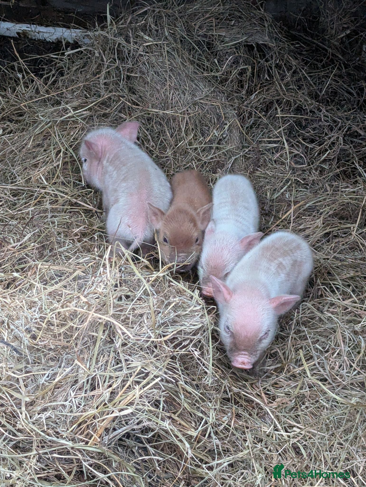 Pig livestock Julianna Micro 't-cup' piglets  - Advert 12
