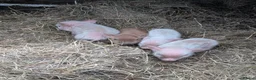 Pig livestock for sale: Julianna Micro 't-cup' piglets  - Advert 4