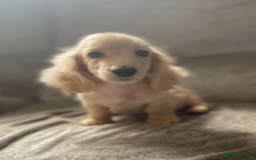 Dachshund dogs for sale: cream KC long haired miniature dachshunds for sale - Image 16