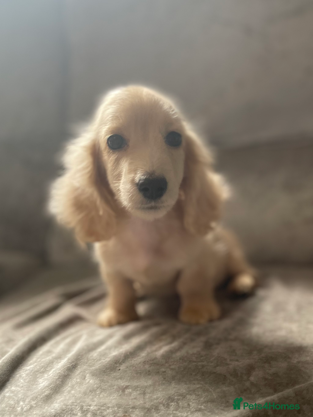 Dachshund dogs for sale: cream KC long haired miniature dachshunds for sale - Image 16