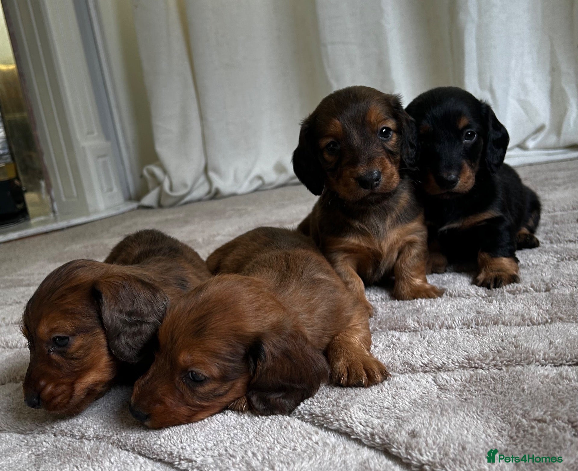 Dachshund dogs STANDARD KC REG LONGHAIRED DACHSHUNDS  - Advert 2