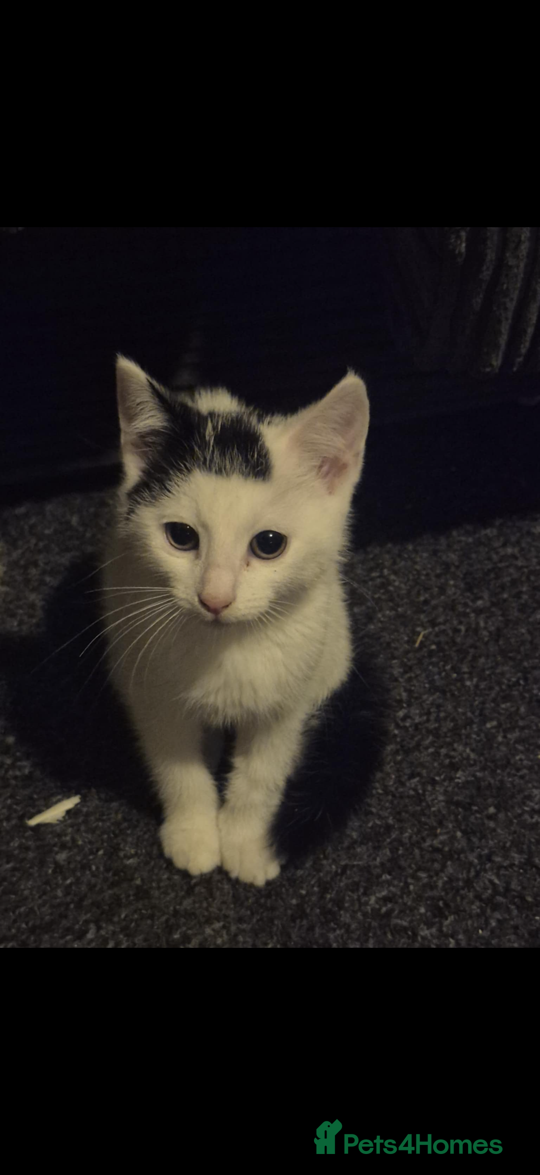 Mixed Breed cats for sale: 2 Stunning babies - Advert 7
