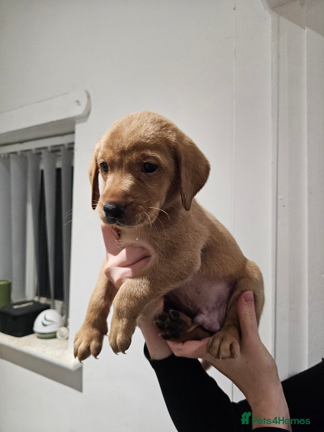 Labrador Retriever dogs for sale: 🐕3 pedigree labs remaing 🐕 - Advert 3