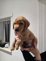 Labrador Retriever dogs Kc registered labs ready 🐶 - Advert 2