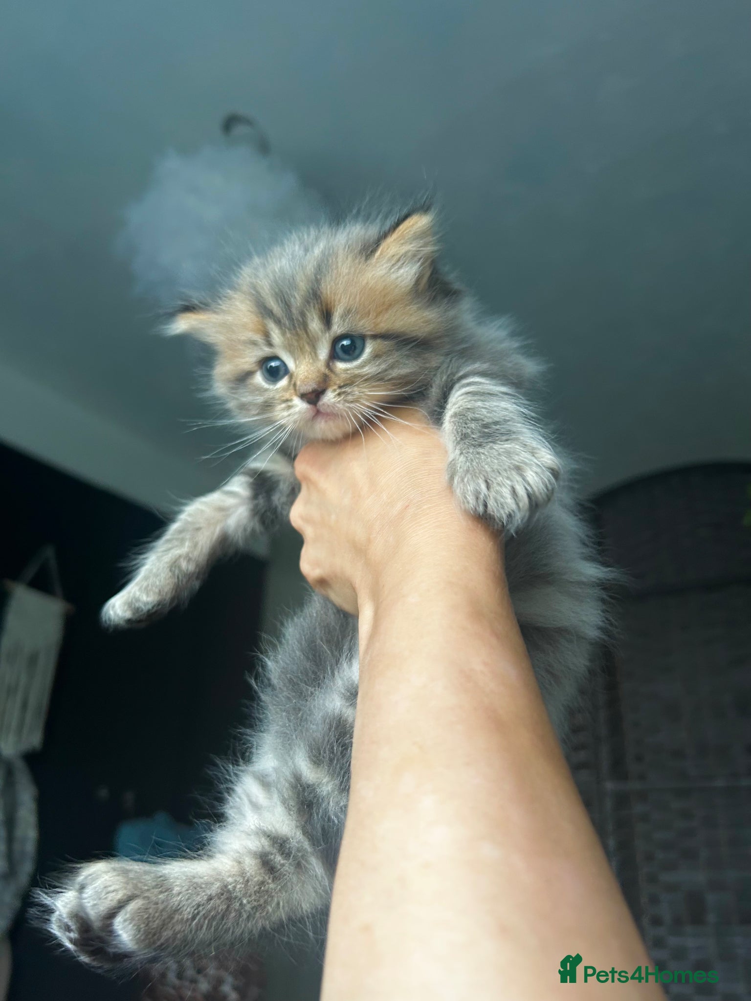 Perdoll cats for sale: Persian Kitty’s for sale 🩶 - Advert 13
