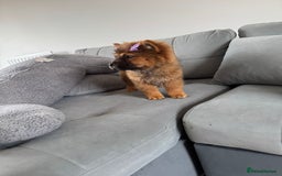 Chow Chow dogs for sale:  2 left chows  price reduced papers to hand   in Enfield - Image 6