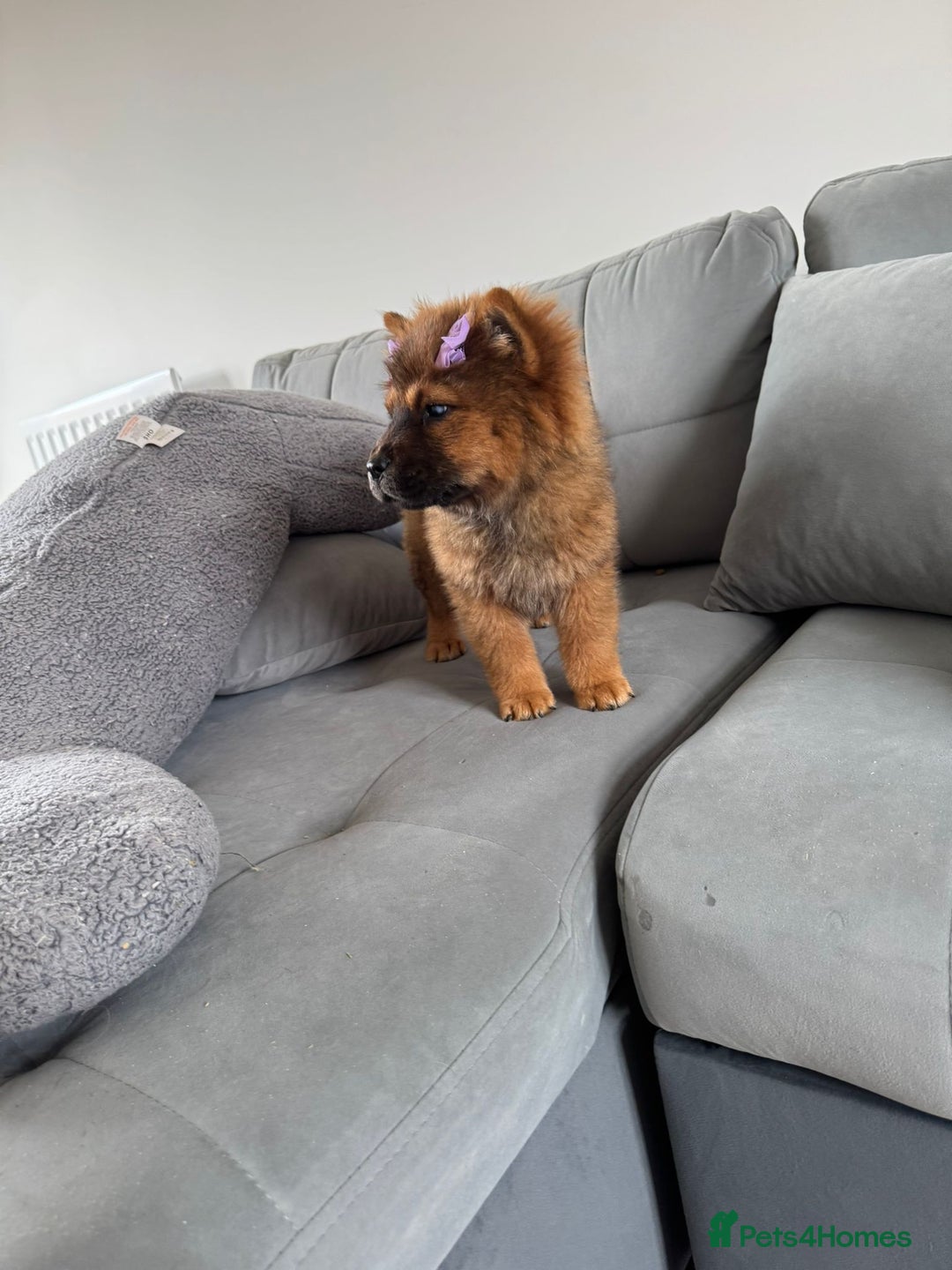 Chow Chow dogs for sale:  2 left chows  price reduced papers to hand   in Enfield - Image 6