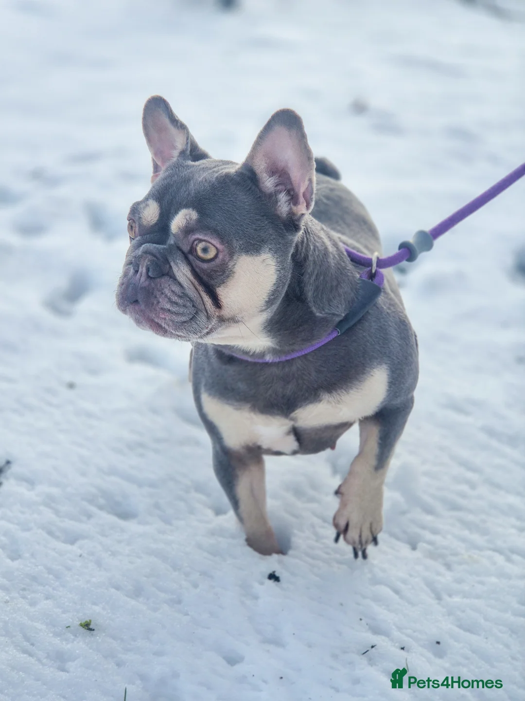 French Bulldog dogs for sale: French bulldog female  - Advert 5