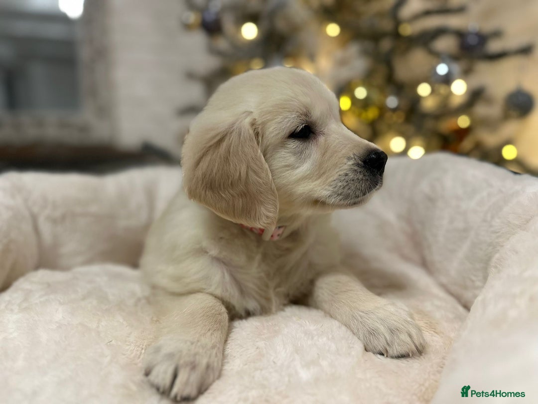 Golden Retriever dogs for sale: Golden retriever puppies  - Advert 5
