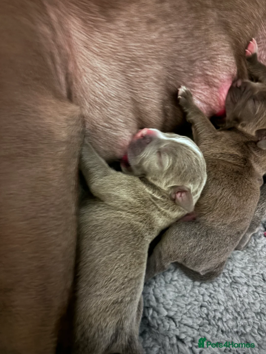 Staffordshire Bull Terrier dogs for sale: Beautiful blue Staffy pups  - Advert 4