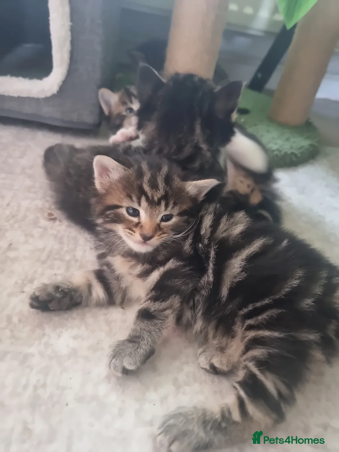 Mixed Breed cats for sale: 3 gorgeous kittens looking for a loving new home. in London - Advert 9