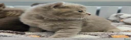British Shorthair cats for sale: Gorgeous British Shorthair kittens Cute & Adorable - Advert 26