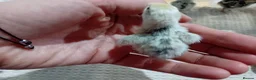 Quail poultry for sale: Snowflake Bobwhite Quail Chicks - Advert 8