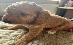 Cavapoo dogs for sale: ⭐️F1B COCKAPOO PUPS ⭐️ - Image 11