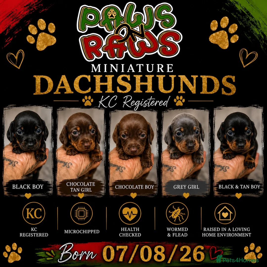 Miniature Dachshund dogs for sale: Miniature dachshunds  - Advert 9