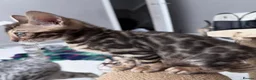 Bengal cats for sale: Bengal kittens in Liverpool - Advert 10