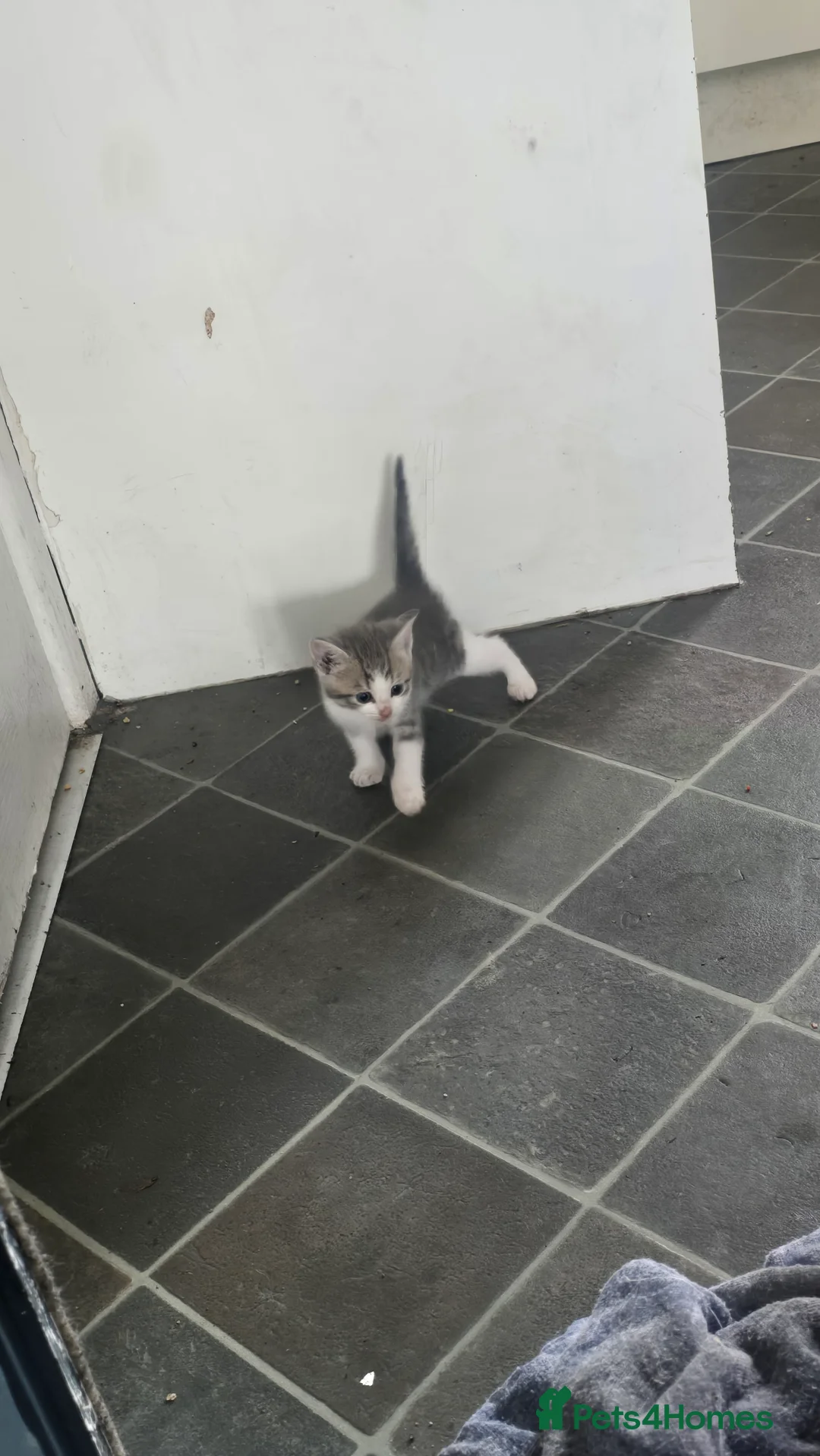 Mixed Breed cats for sale: Kitten in Bolton - Advert 9