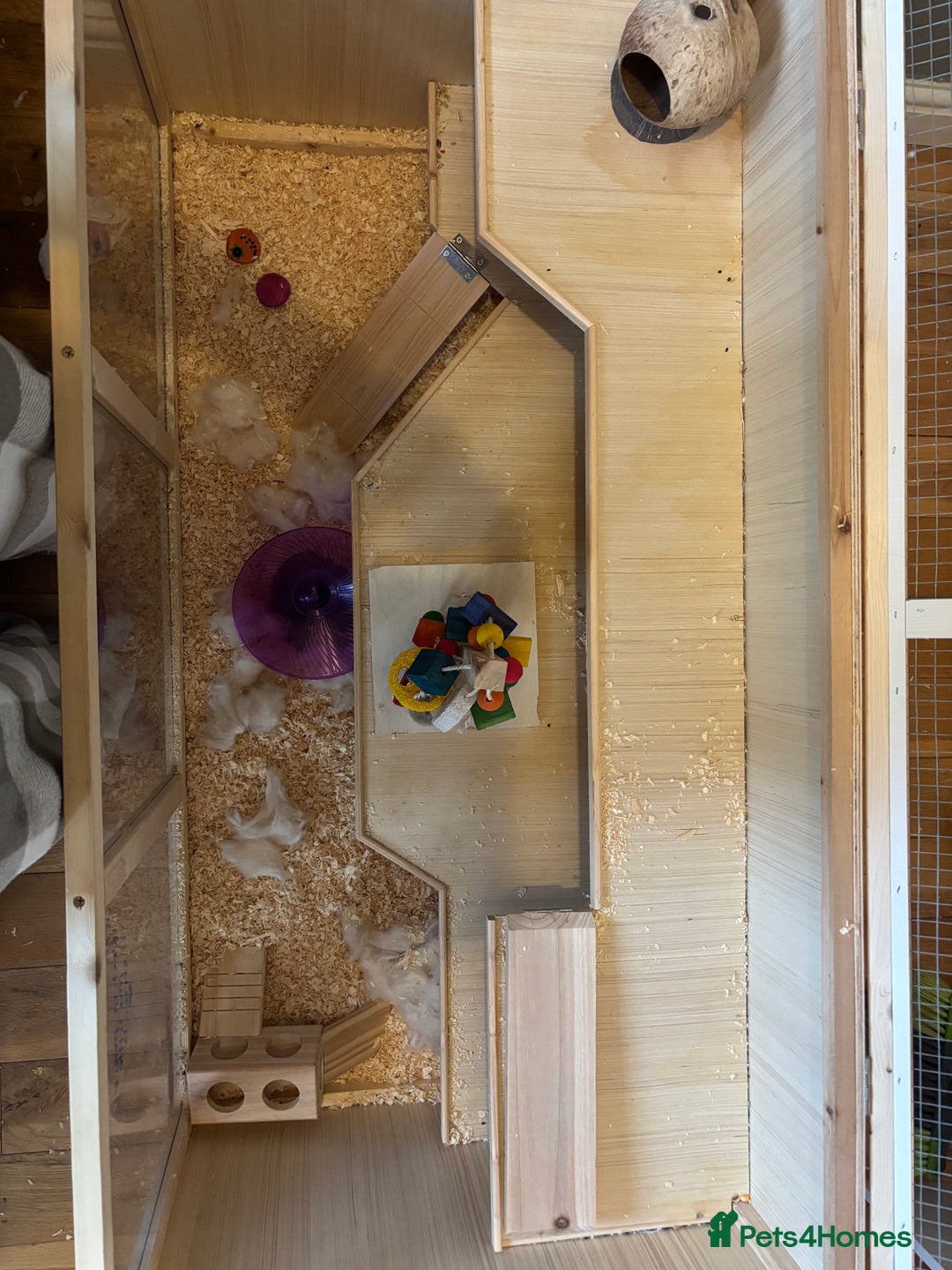 Hamster rodents for sale: Robo Hamster For Sale With Cage - Advert 3