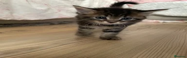 Kitten 5