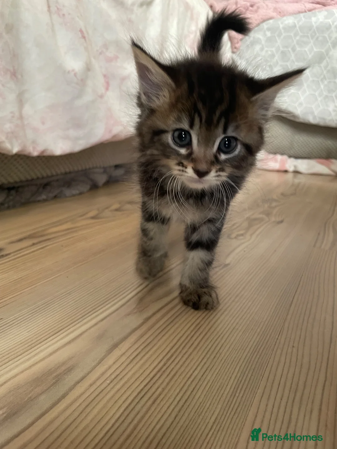Mixed Breed cats for sale: 5 beautiful kittens mixed breed  - Advert 7