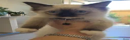 Ragdoll cats for sale: PEDIGREE RAGGDOLLS in Chatham - Advert 24