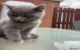 British Shorthair cats for sale: British shorthair kittens  - Image 12